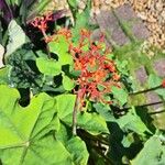 Jatropha podagrica花