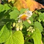 Sparrmannia africana പുഷ്പം