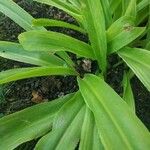 Eucomis autumnalis पत्ता