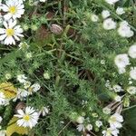 Symphyotrichum ericoides Hoja