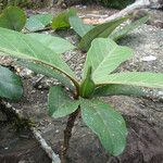 Planchonella rufocostata Vivejo