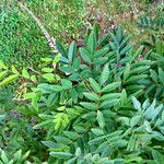 Indigofera decora Folha
