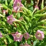 Nicotiana tabacum Cvet