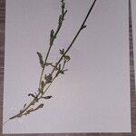 Leucanthemum vulgare Цвят
