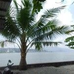 Arecaceae