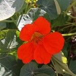 Tropaeolum majus Kukka