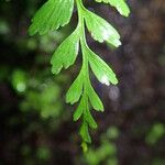 Asplenium lividum Leaf
