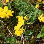 Cytisus ardoinoi Other