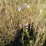 Campanula rapunculus花