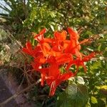 Tecomaria capensis Flower