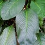 Spathiphyllum cannifolium Leaf
