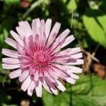 Crepis rubra Floare