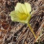 Monsonia longipes Blomst