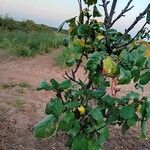 Prunus domestica Φύλλο