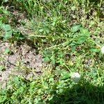 Trifolium pratense ശീലം
