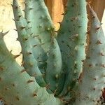 Aloe marlothii Vivejo