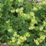 Alchemilla fissa Habit