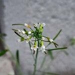 Arabidopsis thaliana Lorea