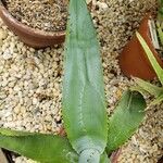 Agave guiengola Hoja