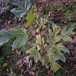 Liriodendron chinenseList