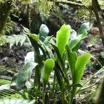 Antrophyum boryanum Hábito