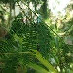 Mimosa polycarpa Blad