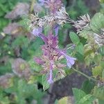 Nepeta grandiflora Flor