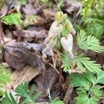 Dicentra canadensis Flower
