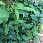 Cautleya spicata Fuelha