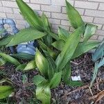 Aspidistra elatiorBlad