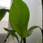 Musa mannii Leaf