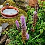 Astilbe rubra Habitus