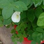 Clitoria ternatea 花