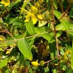 Hypericum sampsonii Інше