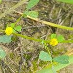 Medicago murex Fleur