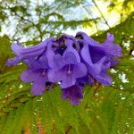 Jacaranda mimosifolia Blomst