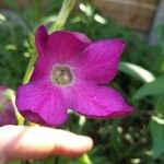 Nicotiana alataFlor