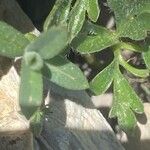 Ranunculus seguieri Leaf