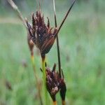 Rhynchospora fusca Flower