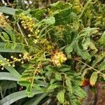 Boswellia sacra Leaf