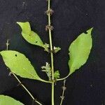 Hygrophila costata Leaf