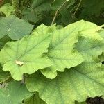 Dombeya burgessiae Лист
