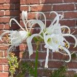 Hymenocallis liriosme Floare