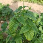 Salvia hispanica Агульны выгляд