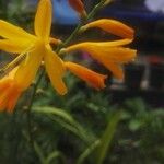 Crocosmia × crocosmiiflora花