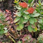 Rhodiola rosea 整株植物