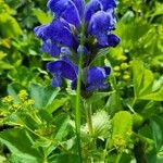 Dracocephalum grandiflorum Flower