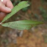 Aphanocalyx margininervatus Ліст