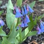 Mertensia ciliata Цветок