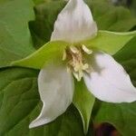 Trillium tschonoskii Blomst